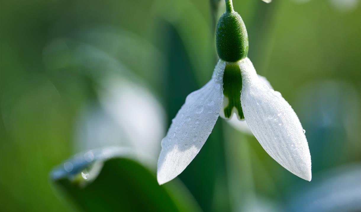 snowdrops