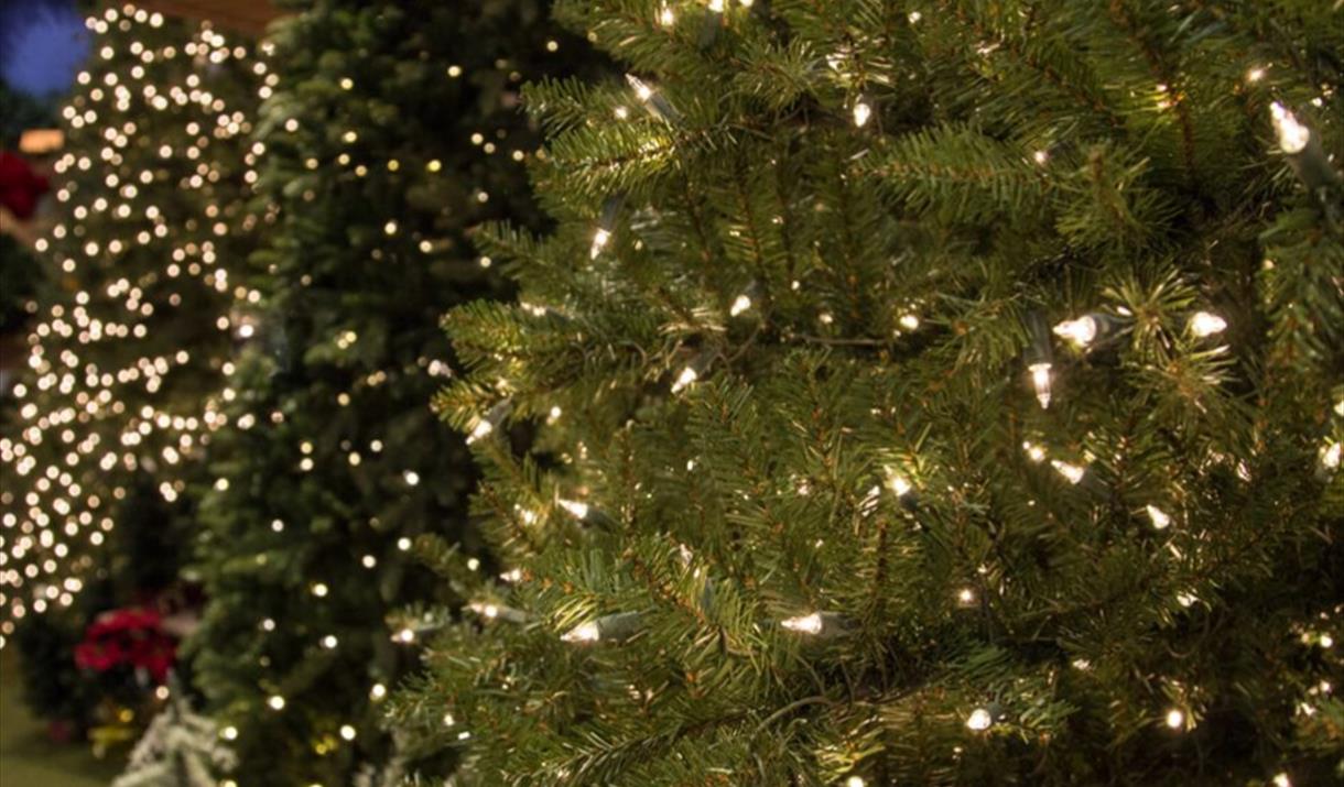 Christmas Tree Festival
