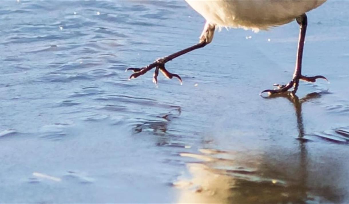 Winter Bird Walk at Nene Park