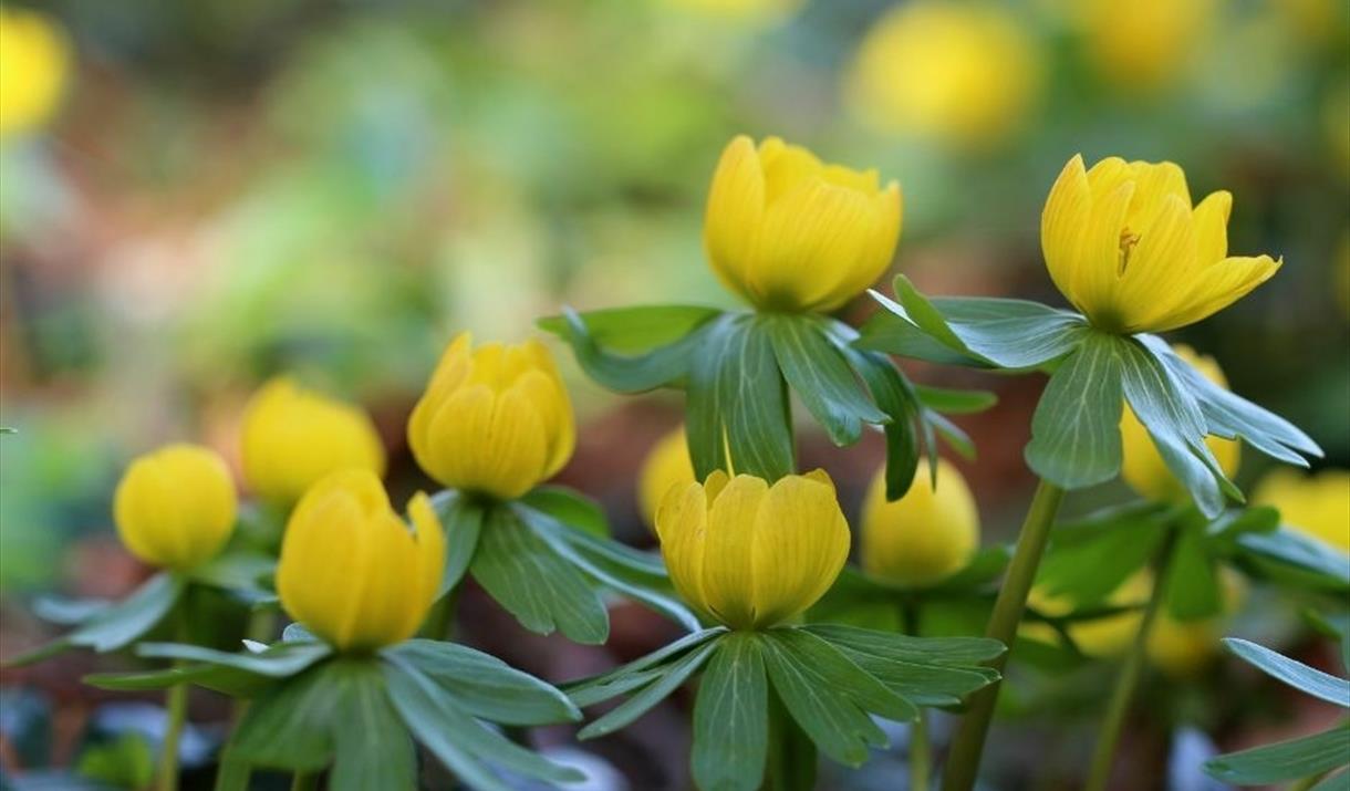 aconites