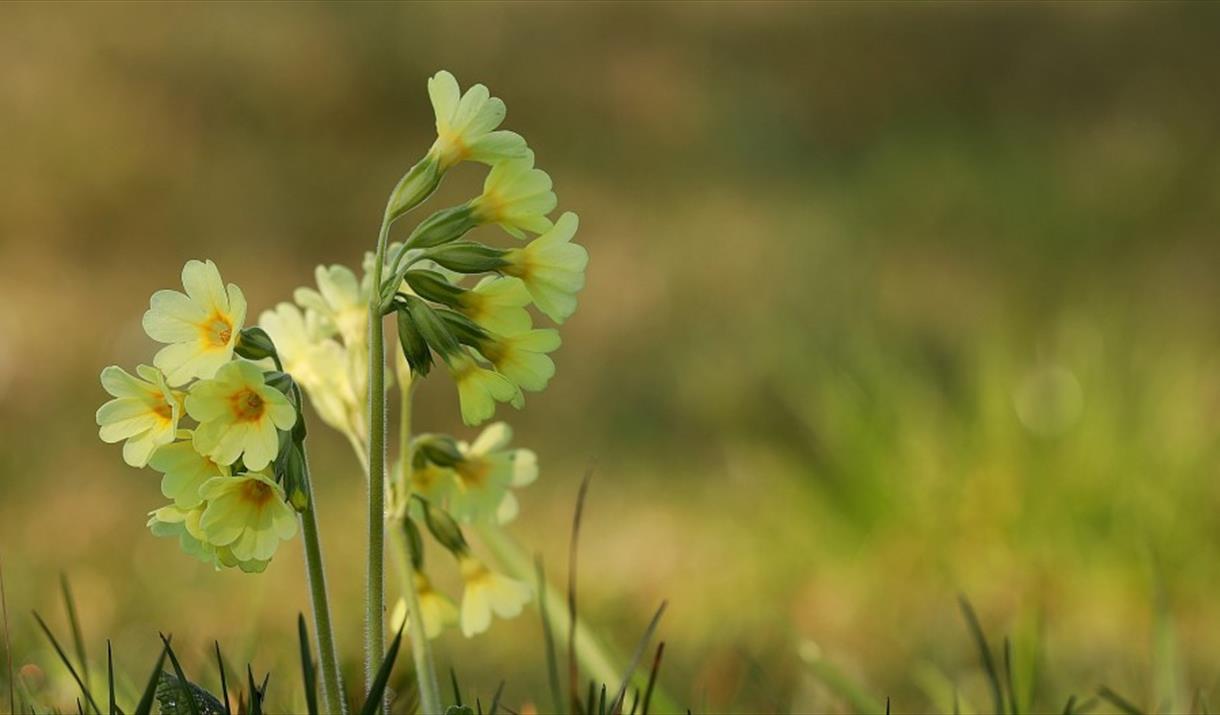 Cowslip