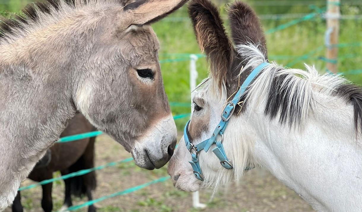 two donkeys facing each other.