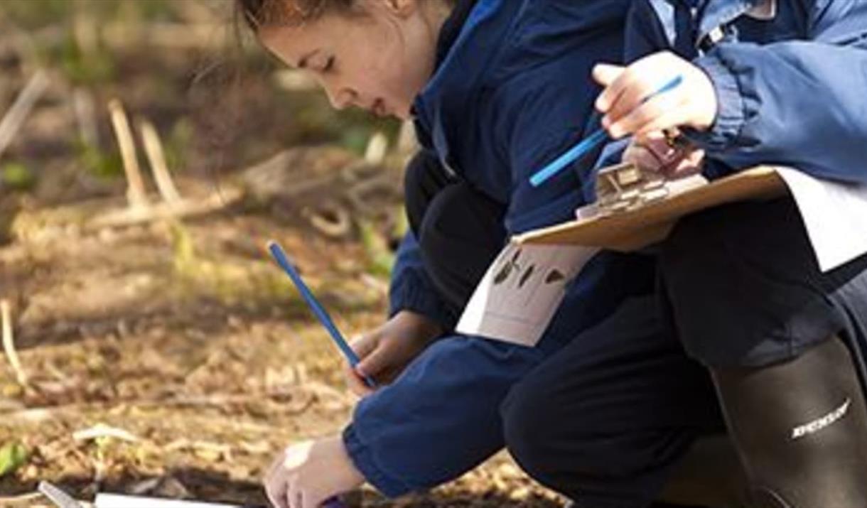 Wild Home Educator Sessions (Oak trees and making ink)