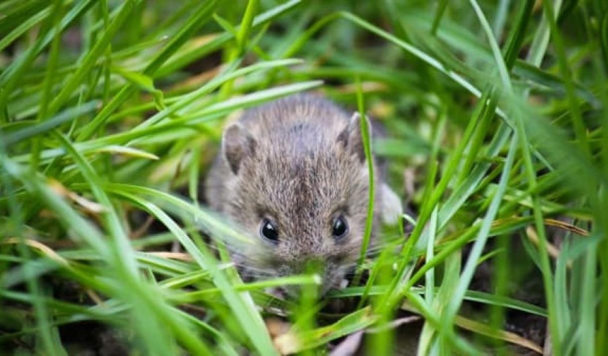 Meeting mammals at Nene Park