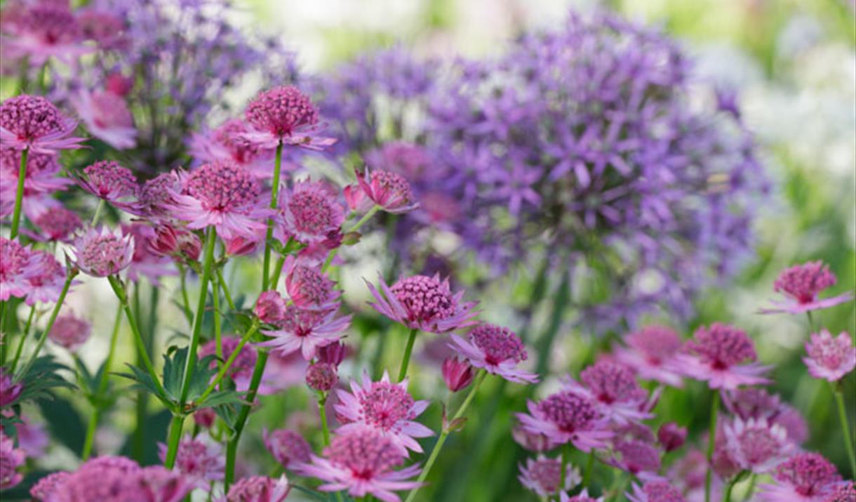 Spring flowers