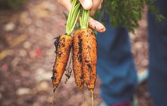 carrots in hand with soil on