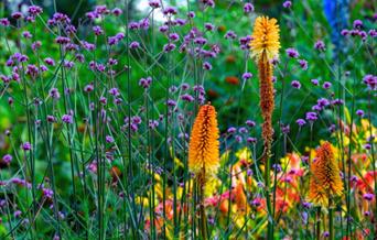 Burghley_garden_flowers