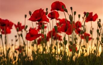 Remembrance Day Concert