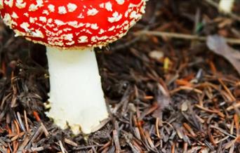 Funghi Foray