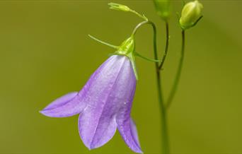 Harebell