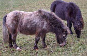 ponies