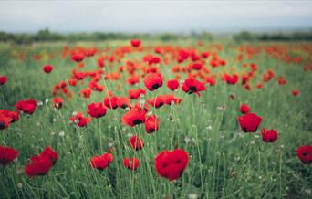 Poppy field - in remembrance on 11 November and Sunday 14 November.
