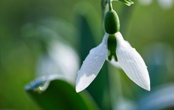 snowdrops
