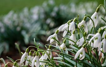 Snowdrops Burghley