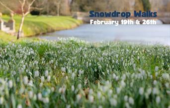 Deene Park Snowdrops