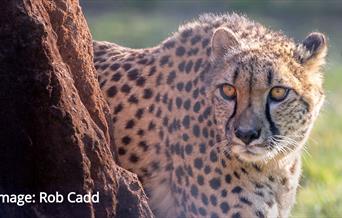 An Extraordinary Summer Day Out Animal Image
