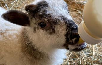 VIP lambing experience - bottle feeding lambs