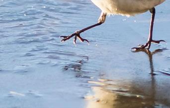 Winter Bird Walk at Nene Park