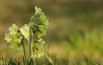 Cowslip