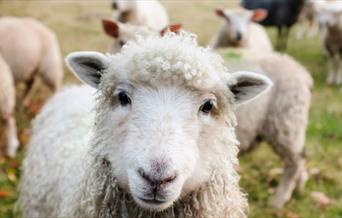 Farm stock image