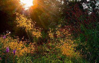 gardens_at_dawn