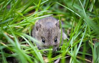 Meeting mammals at Nene Park