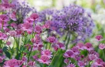 Spring flowers