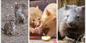 An Extraordinary Summer Day Out Animal Image