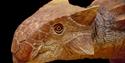 Ankylosaurus head black background © The Natural History Museum London 904x528