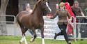 Equifest at the East of England Arena