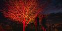 The illuminated trail at Flag Fen (Dec 21)