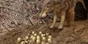 Hadrosaur mother with hatchlings © The Natural History Museum London 904x528