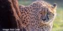 An Extraordinary Summer Day Out Animal Image