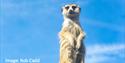 An Extraordinary Summer Day Out Animal Image