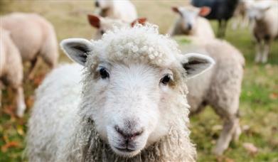 Farm stock image