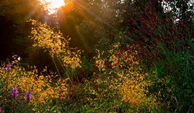 gardens_at_dawn
