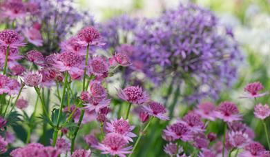 Spring flowers