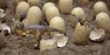 Hadrosaur nest with hatchlings © The Natural History Museum London 904x528