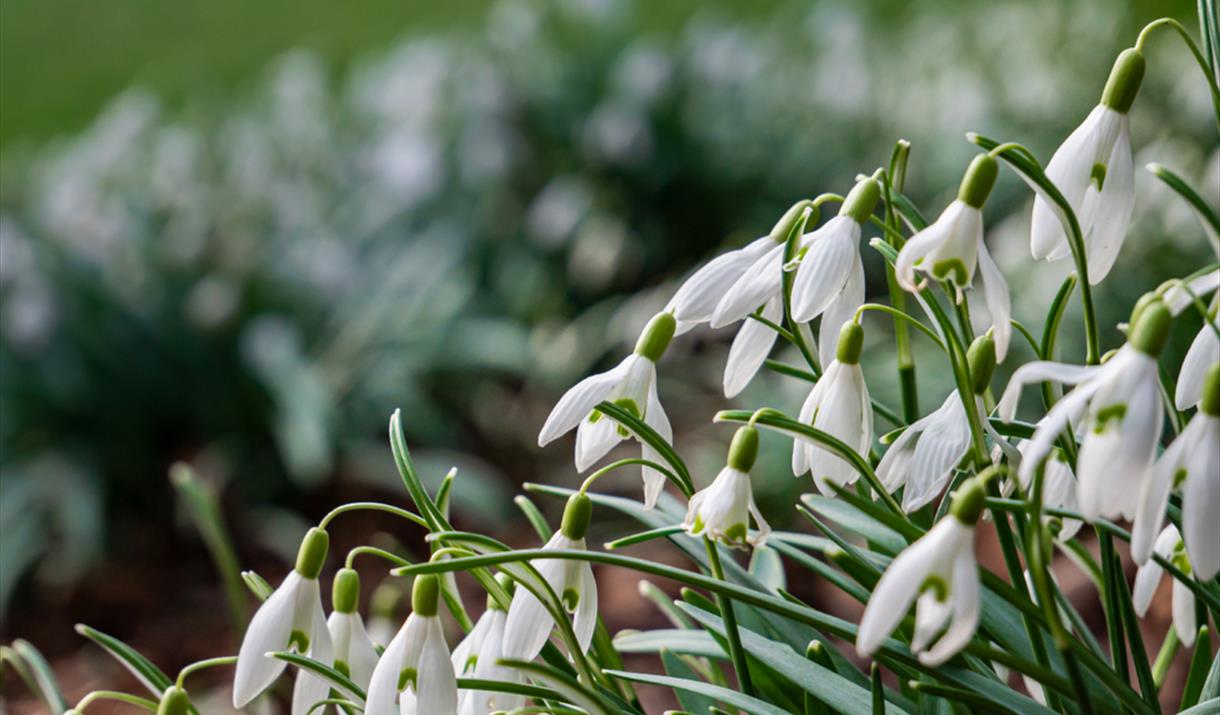 Snowdrops Burghley