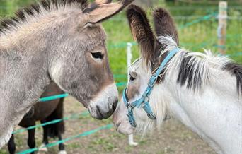 two donkeys facing each other.