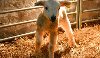 VIP lambing event - photo shows a newly born lamb
