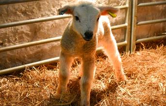 VIP lambing event - photo shows a newly born lamb
