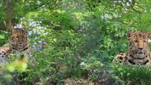 A photograph of two leopards at Dartmoor Zoo 