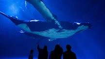 People pointing at a massive whale projected overhead in an immersive dome.