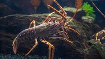 NMA Lobsters at National Marine Aquarium