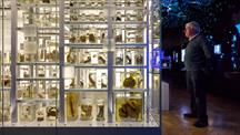 A man stands in a dimly lit gallery, looking at a tall glass cabinet filled with rows of specimen jars containing preserved animals and natural objects, illuminated against the darker museum background