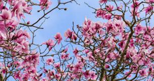 Magnolia tree in flower