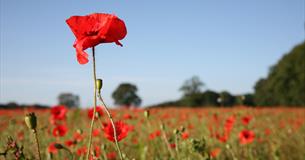 Wild poppies growing in a crop field at Newark Park, Gloucestershire