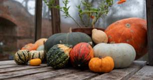 Different coloured pumpkins and squashes displayed on a wooden bench
