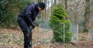 Rangers planting specimen trees in the woods